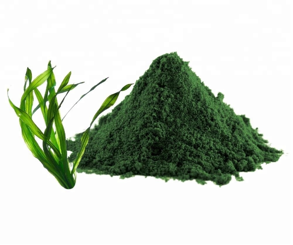 Spirulina-source of protein