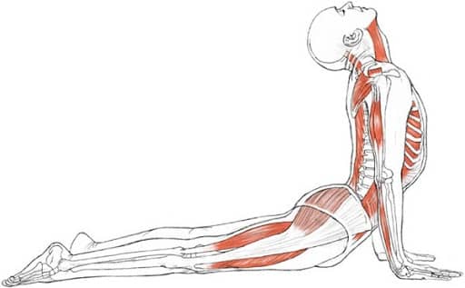 Anatomy and Asana | Functional Synergy